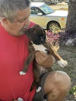 Dazzle , a female Boxer for sale in Fort Myers, FL – Photo 4 of 4