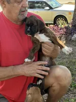 Dazzle , a female Boxer for sale in Fort Myers, FL – Photo 3 of 4