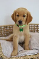 Green male , a male Golden Retriever for sale in Broken Arrow, OK – 1 of 7