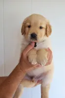 Grey male, a male Golden Retriever for sale in Tulsa, OK – 4 of 4