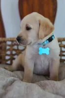 Blue male, a male Labrador Retriever for sale in Broken Arrow, OK – 3 of 6
