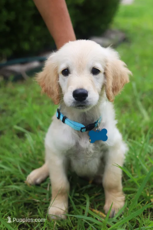 Light blue male – Golden Retriever puppy for sale in Tulsa, OK