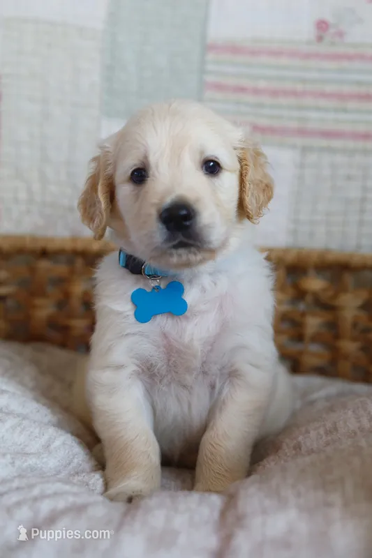 Light blue male – Golden Retriever puppy for sale in Tulsa, OK