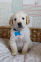 Light blue male, a male Golden Retriever for sale in Tulsa, OK – 1 of 7