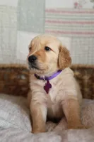 Purple male , a male Golden Retriever for sale in Tulsa, OK – 4 of 5