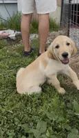 Green male , a male Golden Retriever for sale in Tulsa, OK – 3 of 3