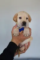 Blue male, a male Labrador Retriever for sale in Denver, CO – Photo 4 of 5