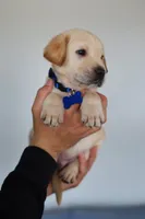 Blue male, a male Labrador Retriever for sale in Denver, CO – Photo 5 of 5