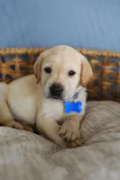 Blue male, a male Labrador Retriever for sale in Denver, CO – Photo 1 of 5