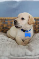 Blue male, a male Labrador Retriever for sale in Denver, CO – Photo 3 of 5