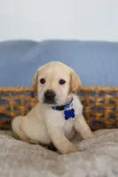 Blue male, a male Labrador Retriever for sale in Denver, CO – Photo 2 of 5