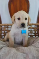 Blue male, a male Labrador Retriever for sale in Broken Arrow, OK – 4 of 6