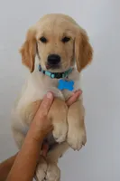 Blue male , a male Golden Retriever for sale in Broken Arrow, OK – 2 of 4