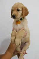 Yellow female , a female Golden Retriever for sale in Broken Arrow, OK – 4 of 6