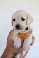 Yellow female , a female Labrador Retriever for sale in Broken Arrow, OK – 4 of 6