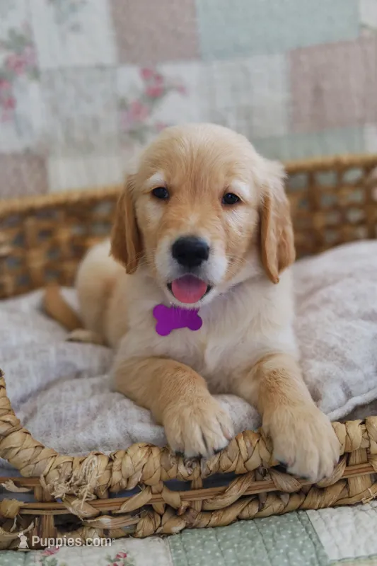 Purple male  – Golden Retriever puppy for sale in Tulsa, OK