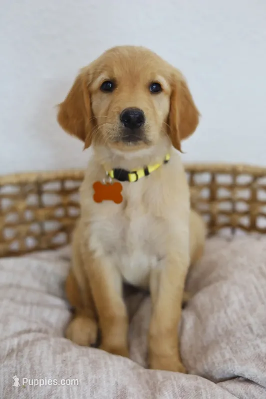 Yellow female  – Golden Retriever puppy for sale in Broken Arrow, OK