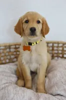 Yellow female , a female Golden Retriever for sale in Broken Arrow, OK – 1 of 6