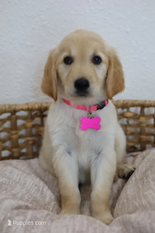 Pink female  – Golden Retriever puppy for sale in Broken Arrow, OK