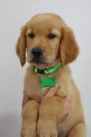 Green male , a male Golden Retriever for sale in Broken Arrow, OK – 7 of 7