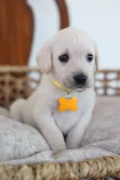 Yellow female , a female Labrador Retriever for sale in Broken Arrow, OK – 3 of 6