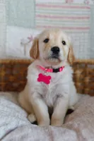 Pink female , a female Golden Retriever for sale in Tulsa, OK – 4 of 5