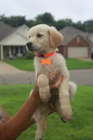Orange female , a female Golden Retriever for sale in Tulsa, OK – 3 of 4
