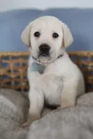 Grey male, a male Labrador Retriever for sale in Denver, CO – Photo 2 of 5