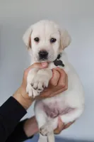 Grey male, a male Labrador Retriever for sale in Denver, CO – Photo 3 of 5