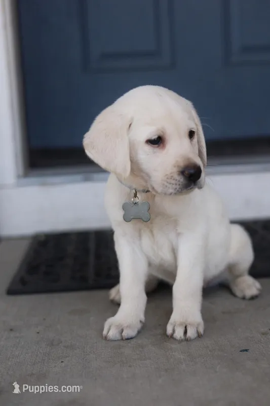 Grey male – Labrador Retriever puppy for sale in Tulsa, OK