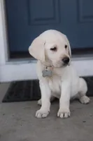 Grey male, a male Labrador Retriever for sale in Tulsa, OK – Photo 1 of 8