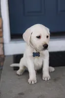 Grey male, a male Labrador Retriever for sale in Tulsa, OK – Photo 6 of 8