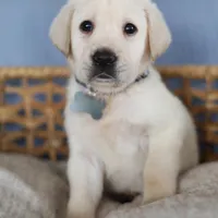 Grey male, a male Labrador Retriever for sale in Tulsa, OK – Photo 8 of 8