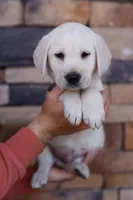 Grey male, a male Labrador Retriever for sale in Tulsa, OK – Photo 4 of 8