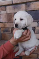 Grey male, a male Labrador Retriever for sale in Tulsa, OK – Photo 5 of 8