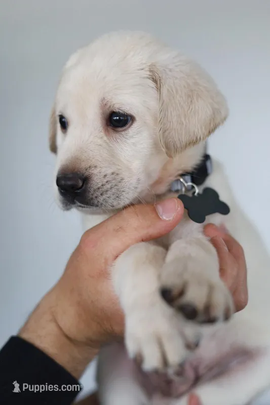 Grey male, a male Labrador Retriever for sale in Denver, CO – Photo 1 of 5