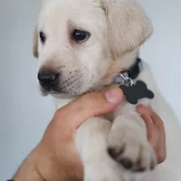 Grey male, a male Labrador Retriever for sale in Tulsa, OK – Photo 7 of 8
