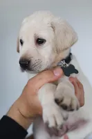 Grey male, a male Labrador Retriever for sale in Denver, CO – Photo 1 of 5