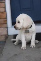 Grey male, a male Labrador Retriever for sale in Tulsa, OK – Photo 3 of 8