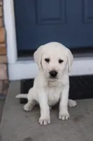 Grey male, a male Labrador Retriever for sale in Tulsa, OK – Photo 2 of 8