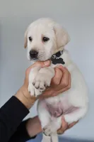 Grey male, a male Labrador Retriever for sale in Denver, CO – Photo 4 of 5