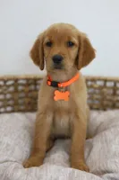 Orange female , a female Golden Retriever for sale in Broken Arrow, OK – 3 of 7