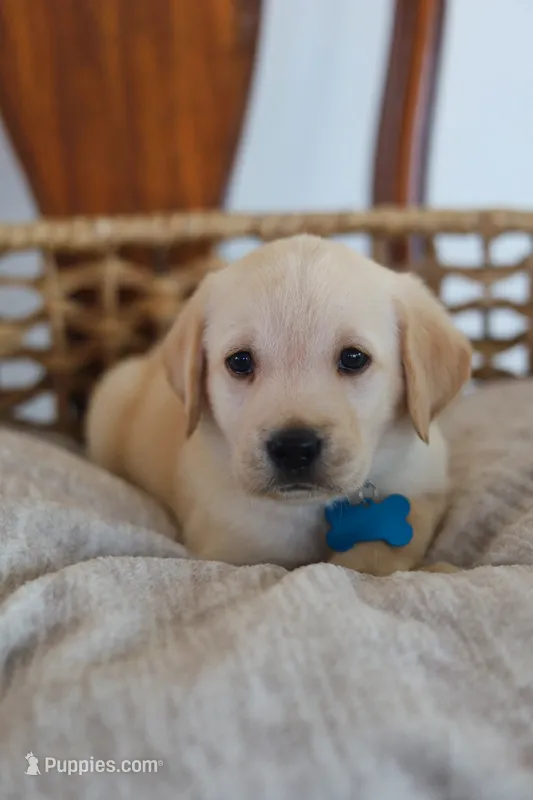 Blue male – Labrador Retriever puppy for sale in Broken Arrow, OK