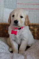 Pink female , a female Golden Retriever for sale in Tulsa, OK – 1 of 5