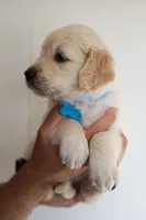 Light blue male, a male Golden Retriever for sale in Tulsa, OK – 5 of 7