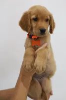Orange female , a female Golden Retriever for sale in Broken Arrow, OK – 4 of 7