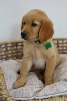 Green male , a male Golden Retriever for sale in Broken Arrow, OK – 2 of 7