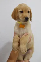 Yellow female , a female Golden Retriever for sale in Broken Arrow, OK – 3 of 6