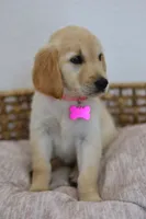 Pink female , a female Golden Retriever for sale in Broken Arrow, OK – 3 of 6
