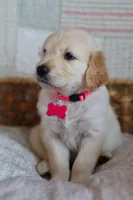 Pink female , a female Golden Retriever for sale in Tulsa, OK – 5 of 5